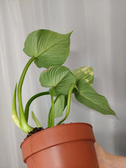 Philodendron Mamei Variegata vergrünt