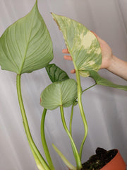 Philodendron Mamei Variegata vergrünt