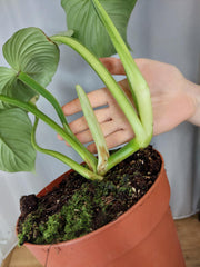 Philodendron Mamei Variegata vergrünt