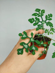 Adenia Perrieri
