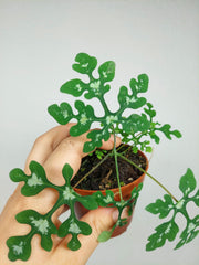 Adenia Perrieri