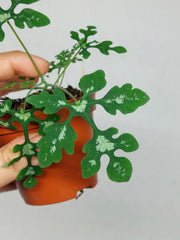 Adenia Perrieri