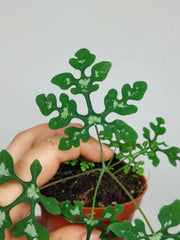Adenia Perrieri