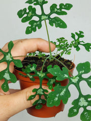 Adenia Perrieri