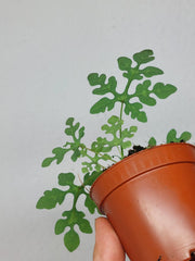 Adenia Perrieri