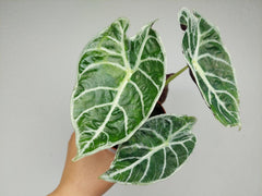 Alocasia Watsoniana Lightning Aurea