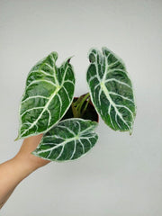 Alocasia Watsoniana Lightning Aurea