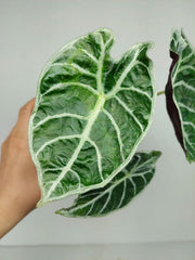 Alocasia Watsoniana Lightning Aurea