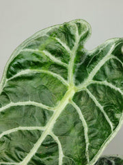 Alocasia Watsoniana Lightning Aurea
