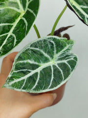 Alocasia Watsoniana Lightning Aurea
