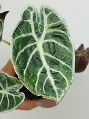 Alocasia Watsoniana Lightning Aurea