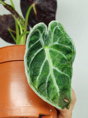 Alocasia Watsoniana Lightning Aurea