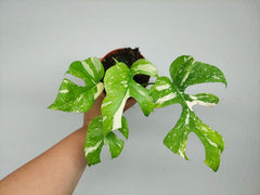 Monstera Minima (Raphidophora Tetrasperma) Thai Constellation