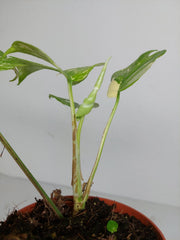 Monstera Minima (Raphidophora Tetrasperma) Thai Constellation