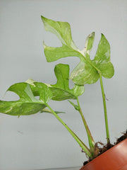 Monstera Minima (Raphidophora Tetrasperma) Thai Constellation