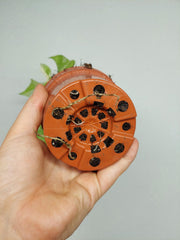 Monstera Minima (Raphidophora Tetrasperma) Thai Constellation