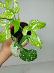 Monstera Minima (Raphidophora Tetrasperma) Thai Constellation