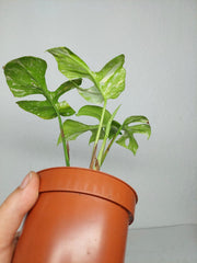 Monstera Minima (Raphidophora Tetrasperma) Thai Constellation