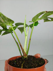 Monstera Minima (Raphidophora Tetrasperma) Thai Constellation