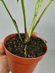 Monstera Minima (Raphidophora Tetrasperma) Thai Constellation