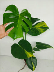 Monstera Aurea Yellow Marilyn