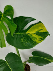 Monstera Aurea Yellow Marilyn