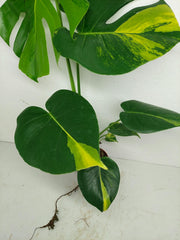 Monstera Aurea Yellow Marilyn