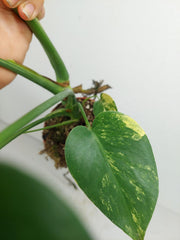 Monstera Aurea Yellow Marilyn