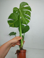 Monstera Aurea Yellow Marilyn