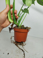 Monstera Aurea Yellow Marilyn