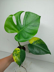 Monstera Aurea Yellow Marilyn