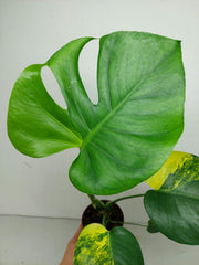 Monstera Aurea Yellow Marilyn