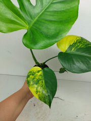 Monstera Aurea Yellow Marilyn