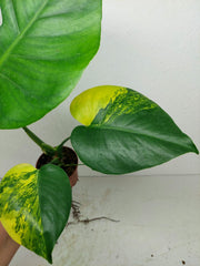 Monstera Aurea Yellow Marilyn