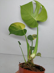 Monstera Aurea Yellow Marilyn