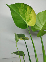 Monstera Aurea Yellow Marilyn