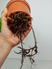 Monstera Aurea Yellow Marilyn