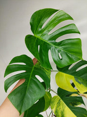 Monstera Aurea Stecklinge