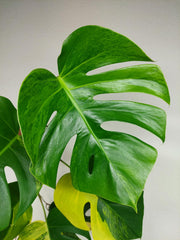 Monstera Aurea Stecklinge