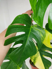 Monstera Aurea Stecklinge