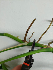 Monstera Aurea Stecklinge