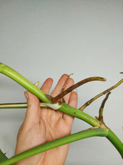 Monstera Aurea Stecklinge