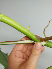 Monstera Aurea Stecklinge