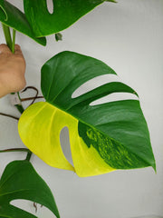 Monstera Aurea Stecklinge