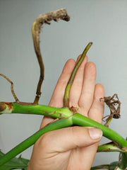 Monstera Aurea Stecklinge