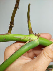 Monstera Aurea Stecklinge