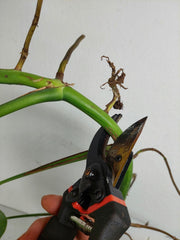 Monstera Aurea Stecklinge