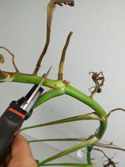 Monstera Aurea Stecklinge