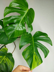 Monstera Aurea Stecklinge