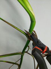Monstera Aurea Stecklinge
